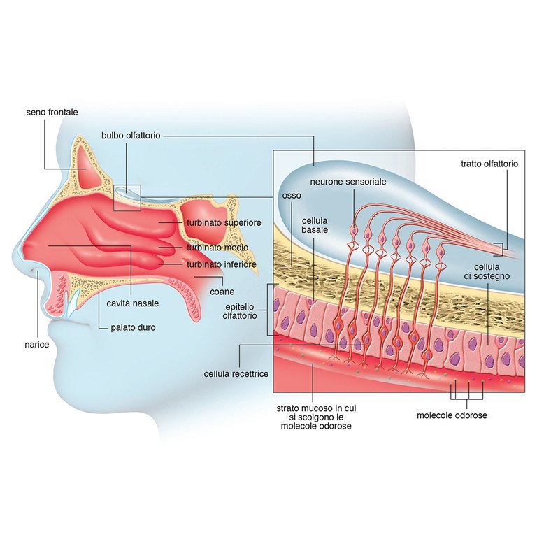 Olfactory